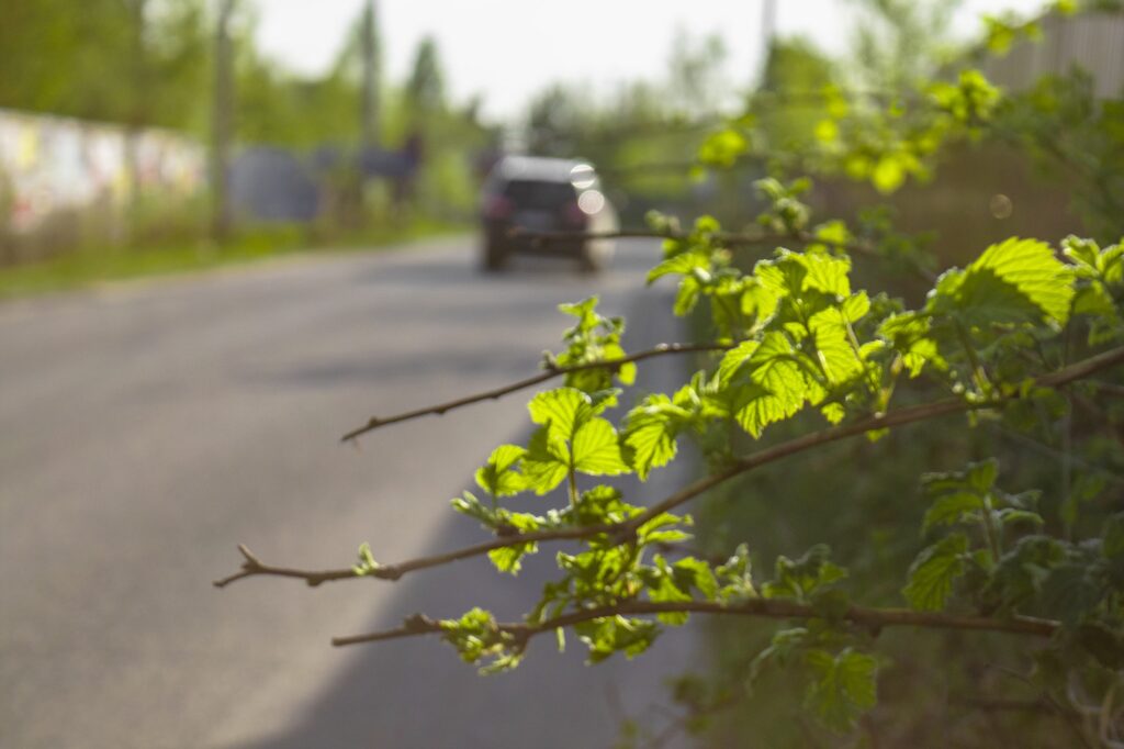Branches with green leaves and car leaving into distance |  The Importance of Maintaining a Safe Following Distance