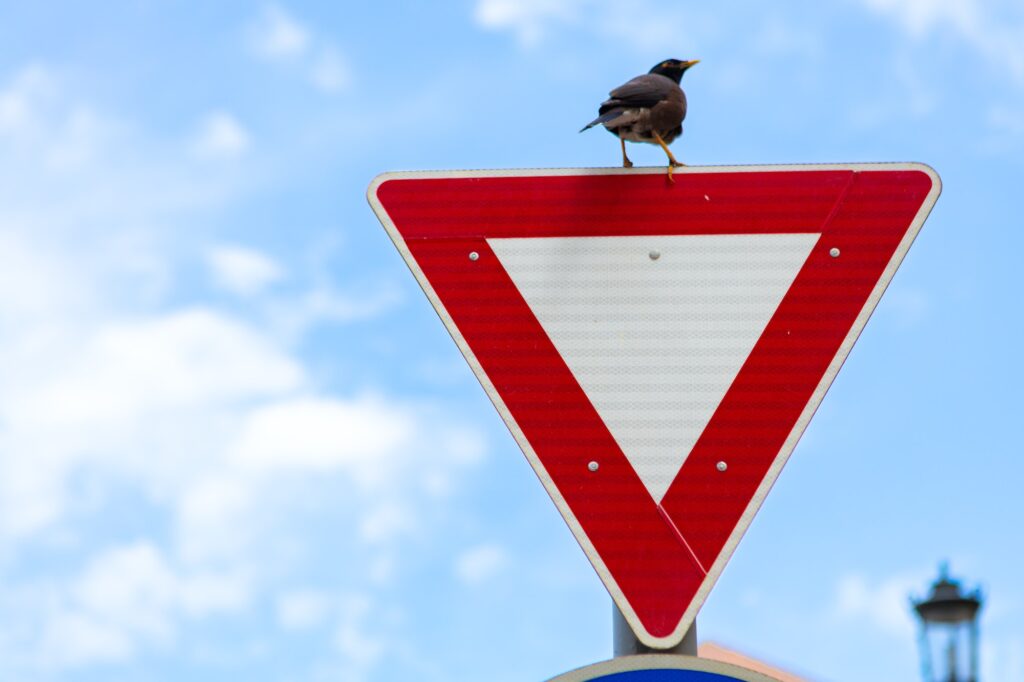 Crow sitting on Give Way road sign in a street | K53 Control Signs | Pass Your Learners Licence in South Africa