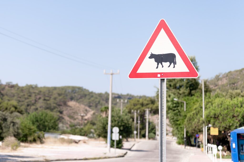 traffic safety signs on city street road. triangular danger sign movement of animals livestock cows | K53 Warning Signs | Pass Your Learners Licence in South Africa